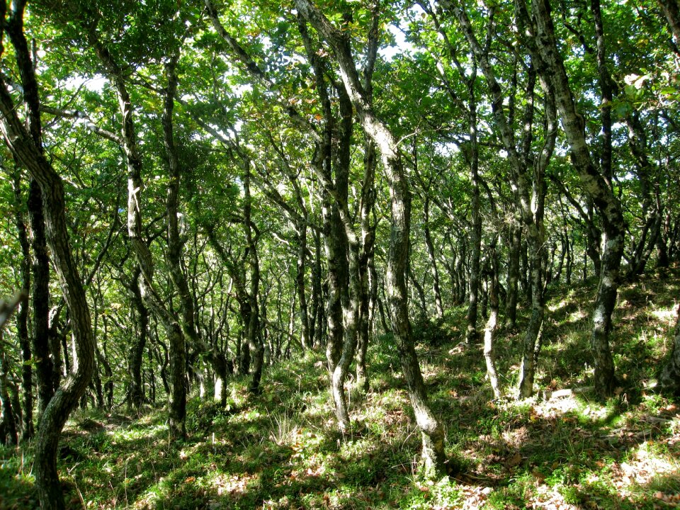 Dappled landscape gnarled