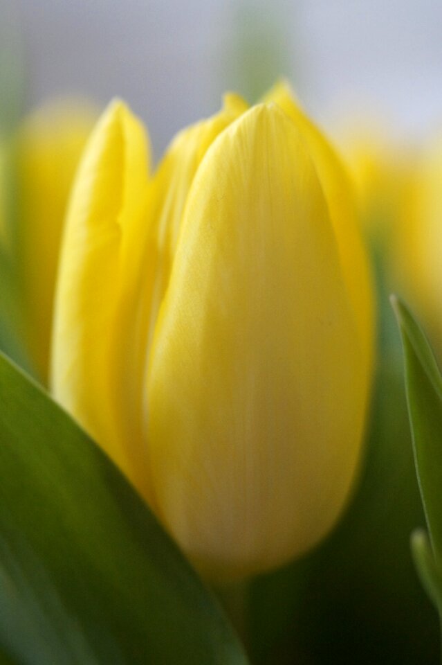 Spring spring flower strauss