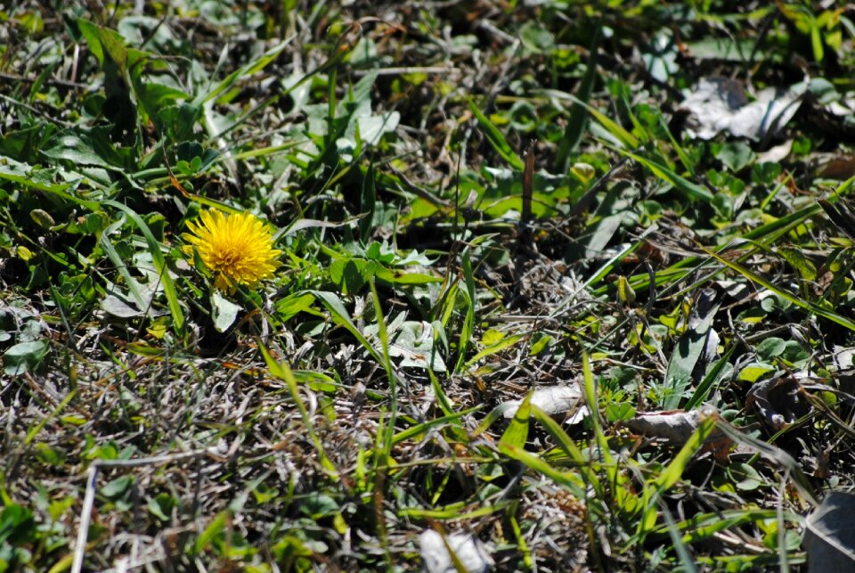 Nature flower summer
