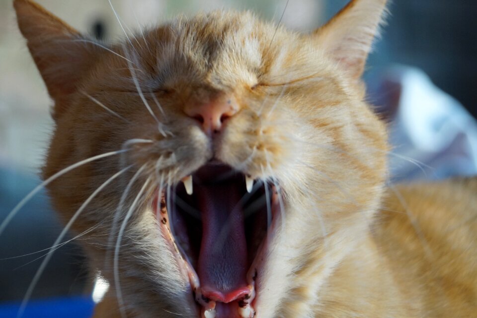 Domestic cat tiger yawn