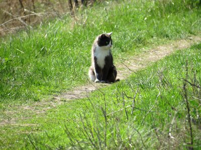 Cute cats animal