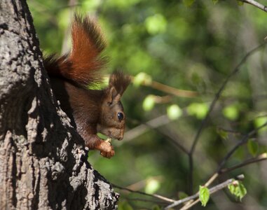 Fauna nature animals
