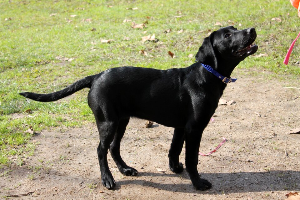 Black puppy
