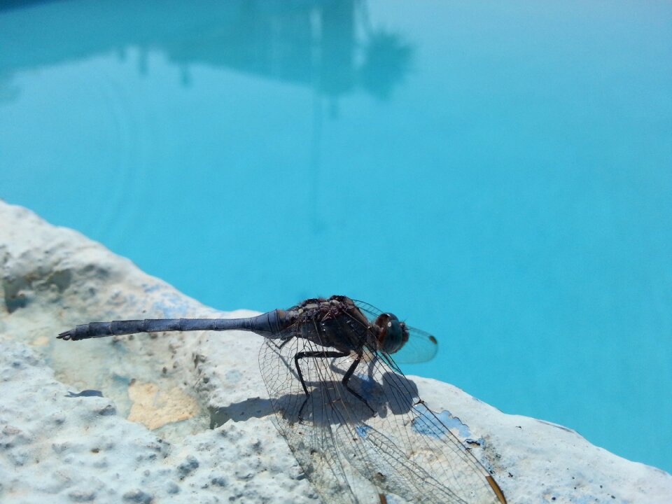 Insect pool dragonfly