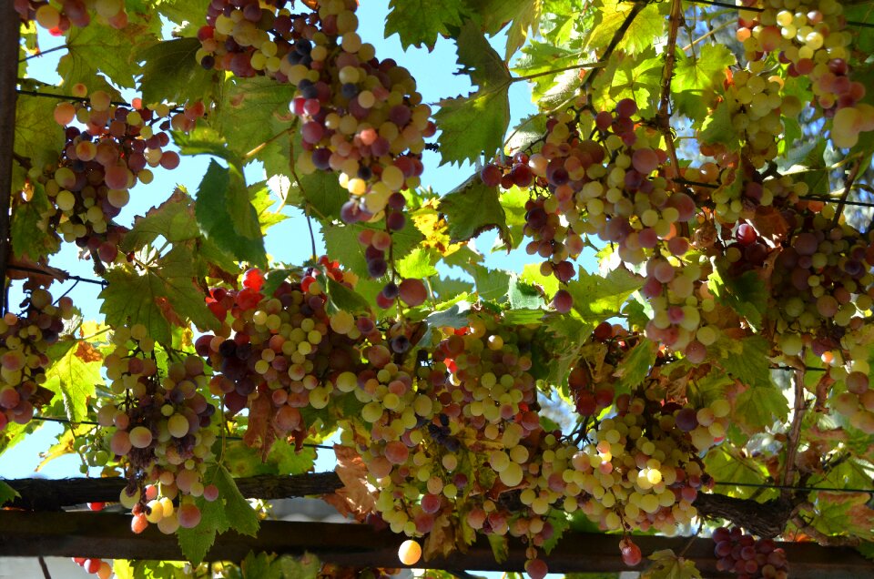 Nature treille grape