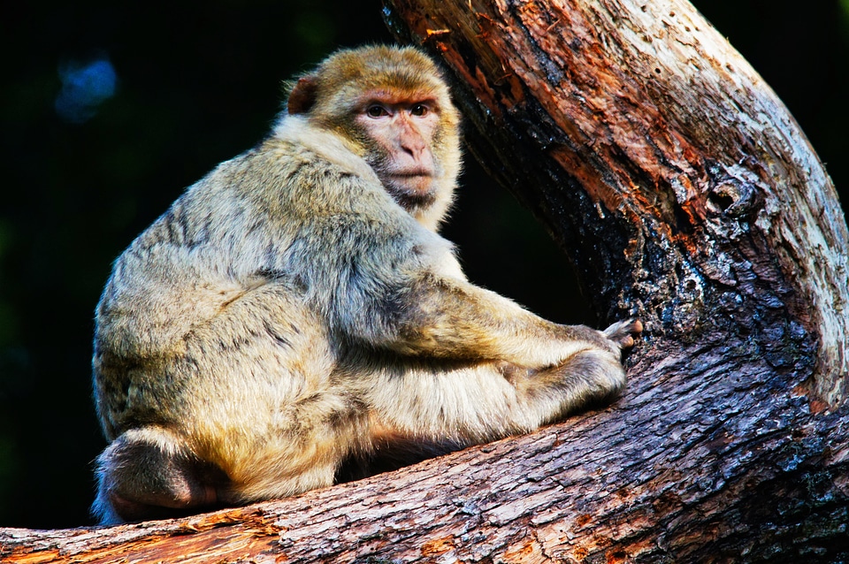 Animals nature mammals