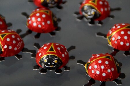 Decoration chocolate beetle luck