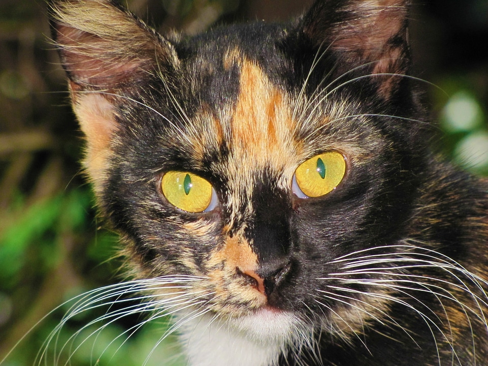 Animal feline domestic