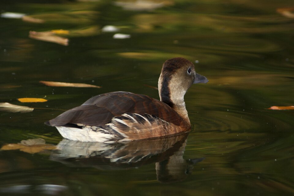 Fauna pond waterfowl