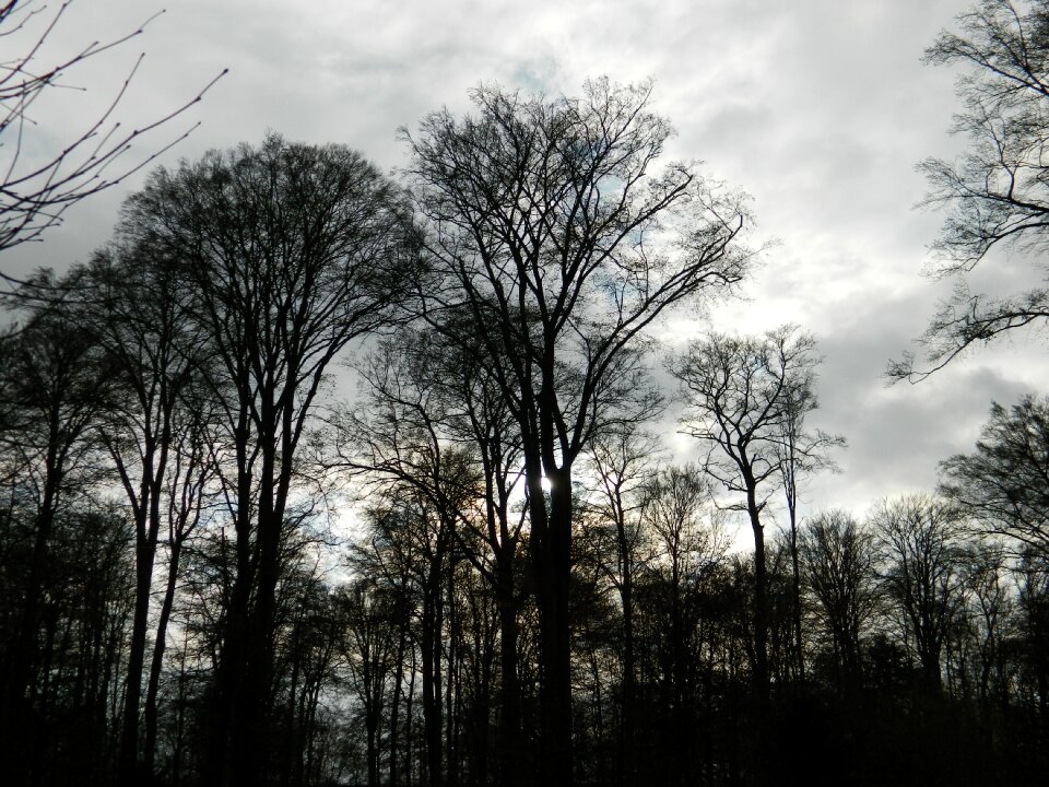 Thunderstorm twilight forest