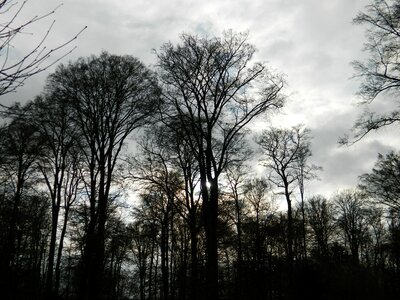 Thunderstorm twilight forest