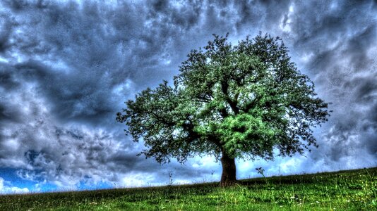 Tree spring erzurum