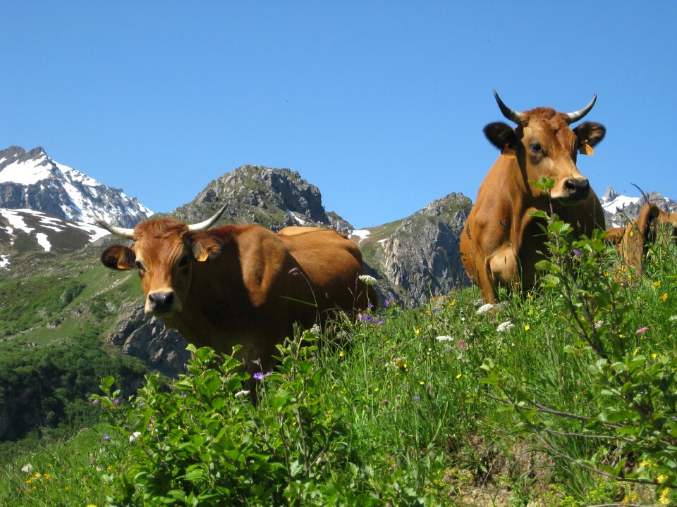 Meadows field cattle