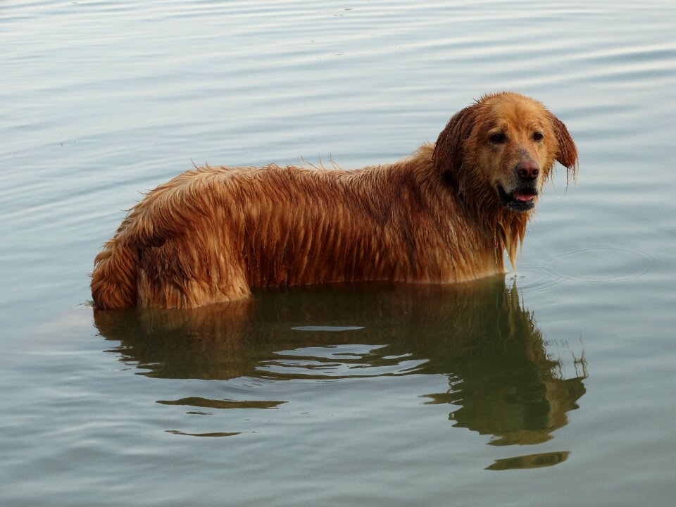 Lake swim water sports