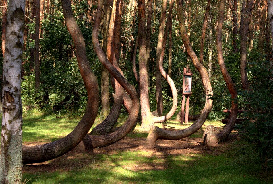 Park vegetation poland