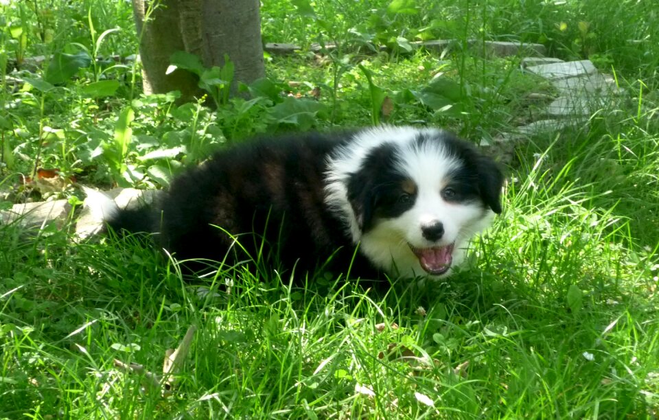 Dog puppy animal portrait