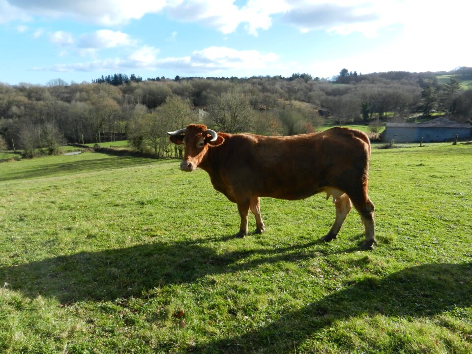 Blonde cow grass animal