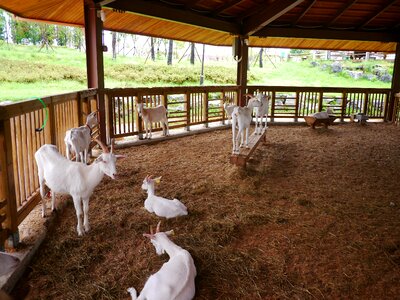 White goat anseong palm plantation republic of korea