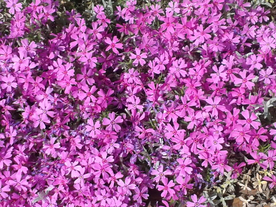 Flowers spring garden