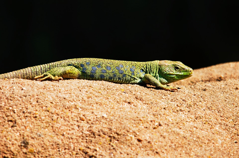 Lizard animals nature