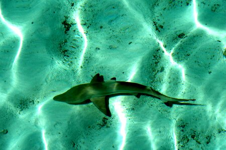 Maldives the sea tourism