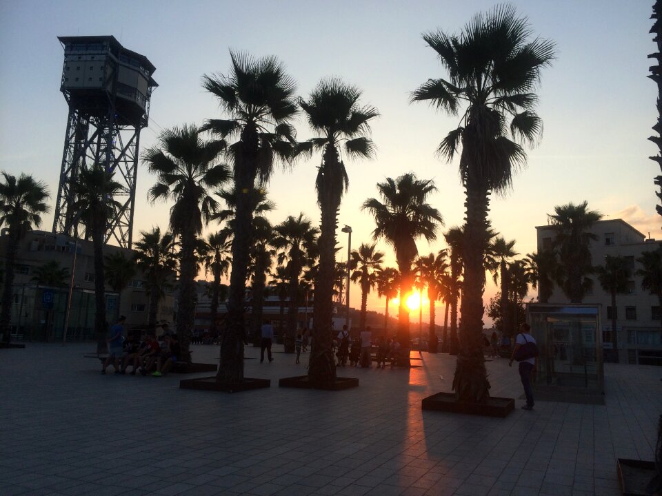 Palms sunset barcelona