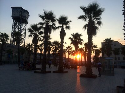 Palms sunset barcelona