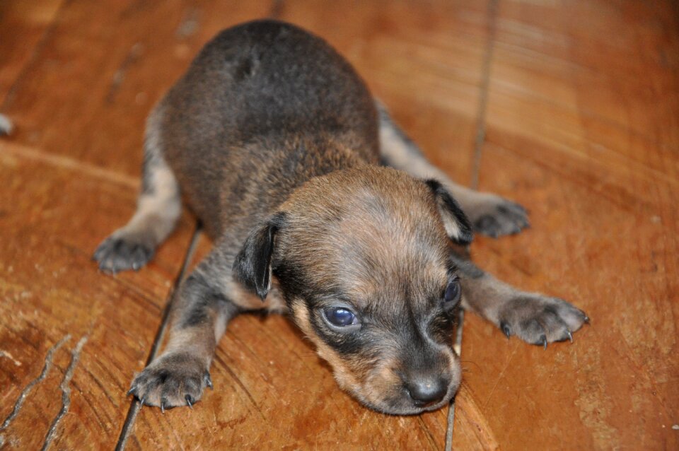 Tiredness puppy sad