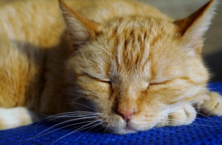 Siesta pet animal