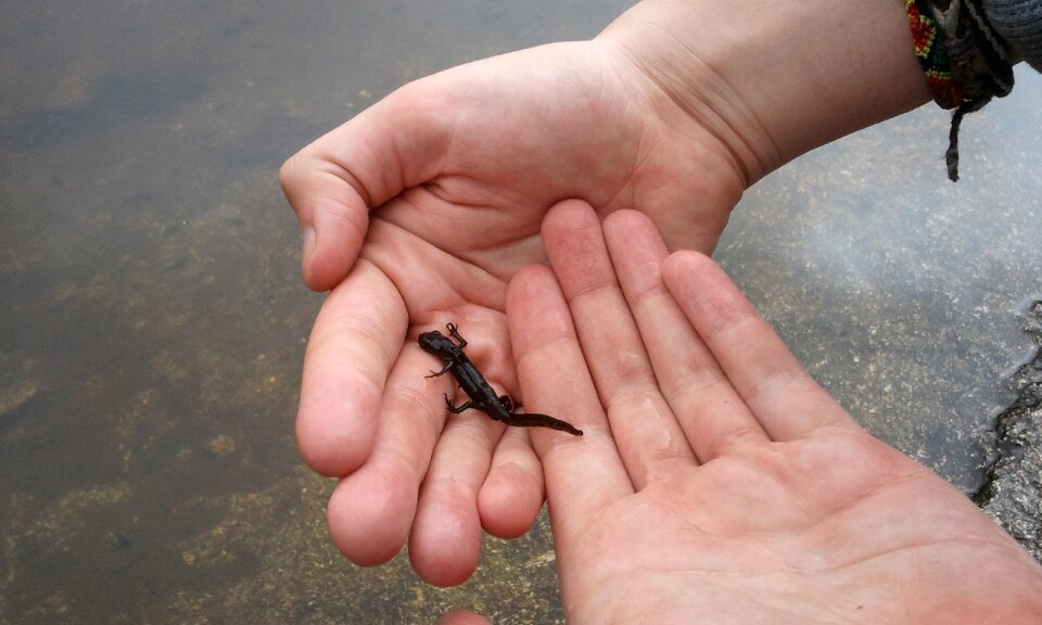 Animal amphibian nature