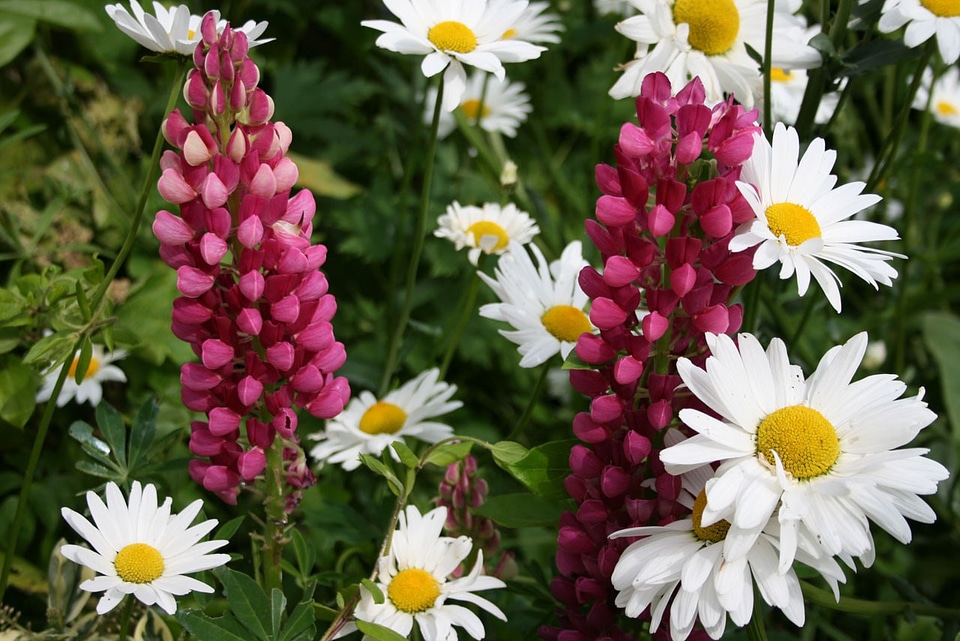 Color flowers bright