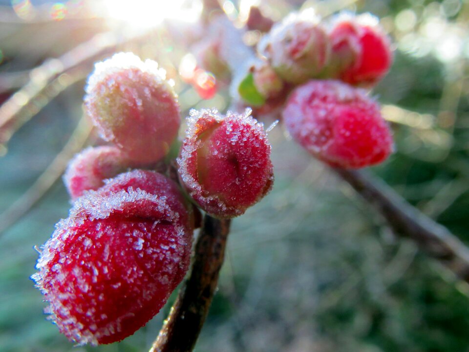 Japan quince pink gel