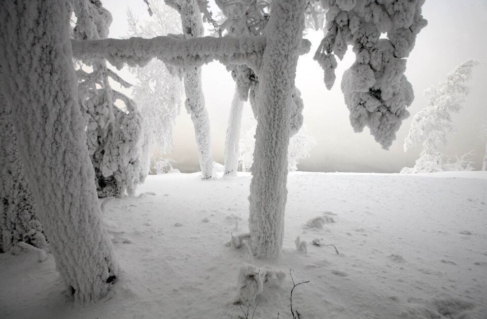 Landscape tree nature