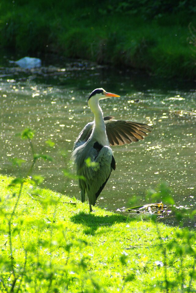 Bird water fishing