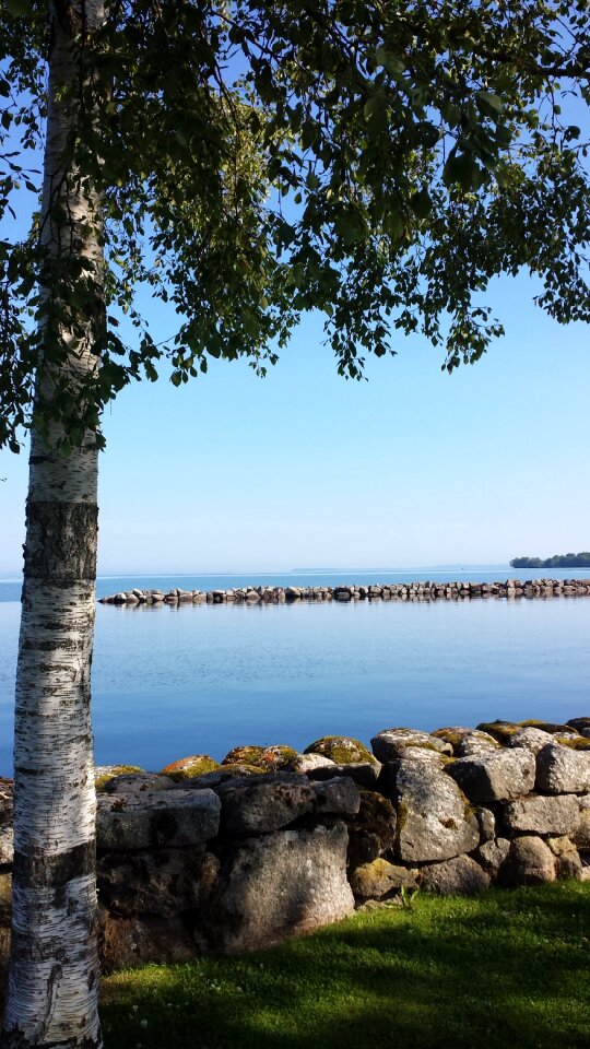 Birch stone wall vadstena