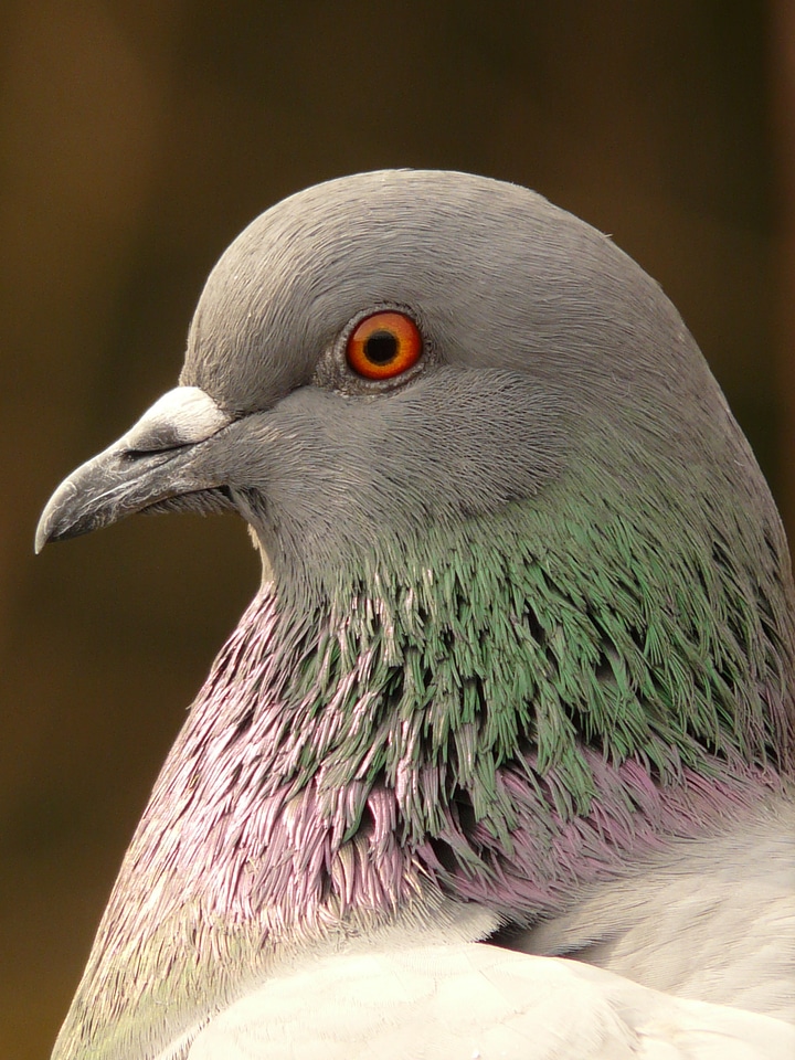 Feather animal creature