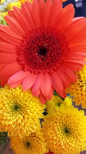 Gerbera flowers easter