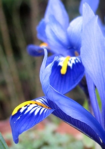 Close-up flora flower photo
