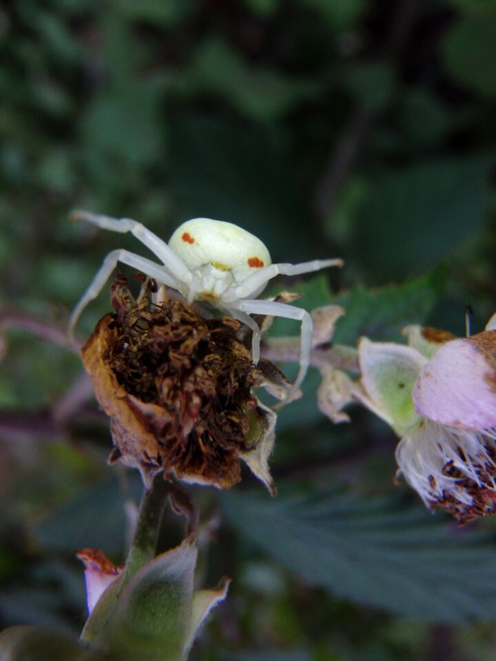 Insect spider nature