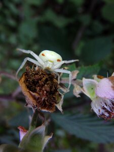 Insect spider nature