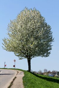 Bloom road deciduous tree
