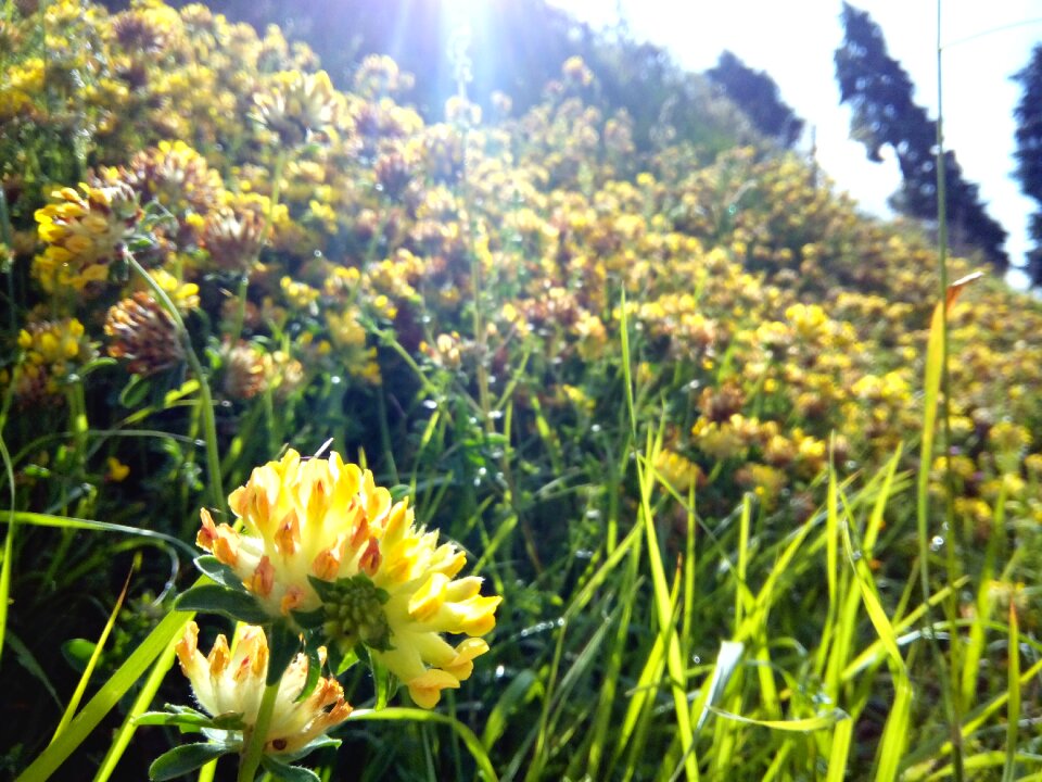 Flower plant green