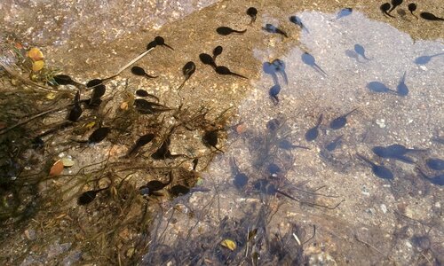 Frog animal water photo