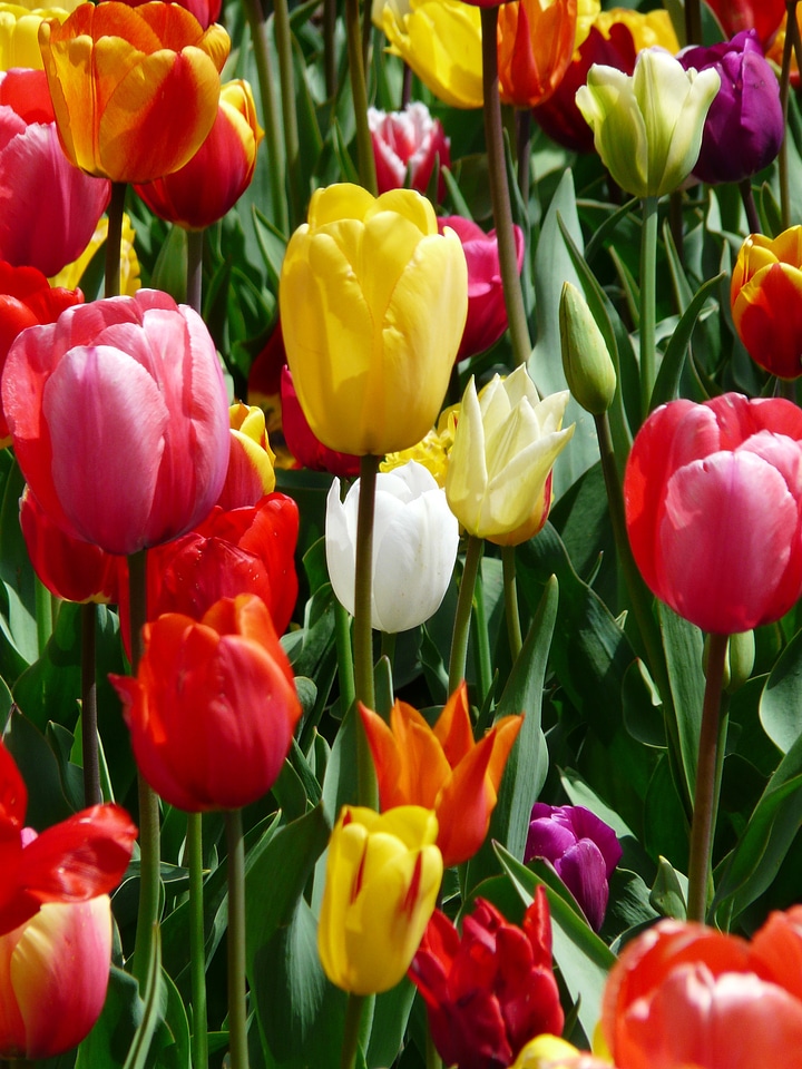 Tulips tulpenbluete flowers