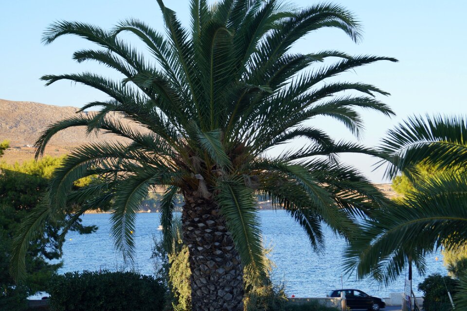 Tree mediterranean summer