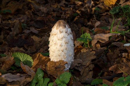Mushrooms toxic autumn photo