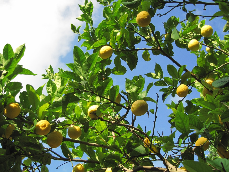 Citrus citrus fruit corfu
