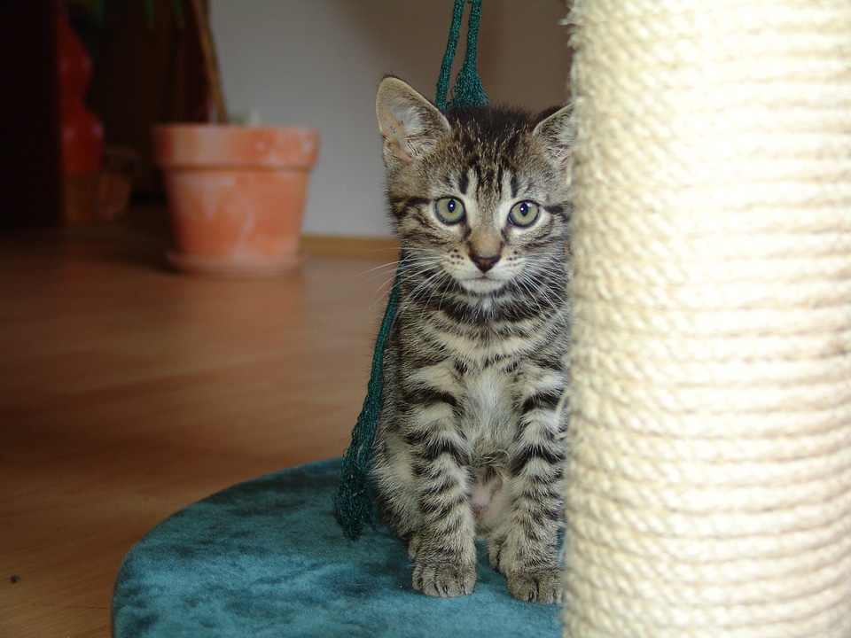 Cat baby kitten animal