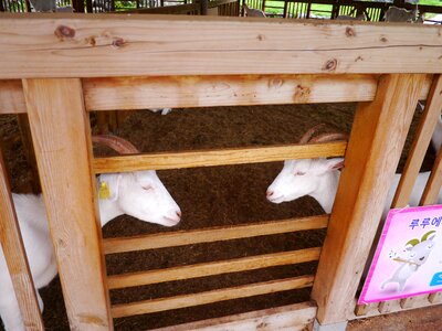Baby goats white goat anseong palm plantation photo