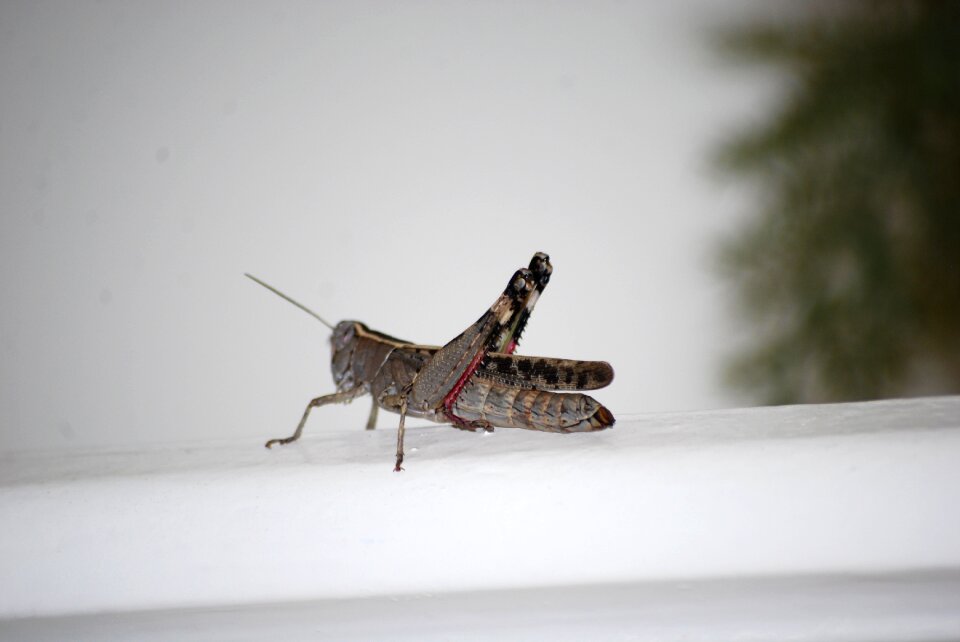 Grasshopper insect solitaire